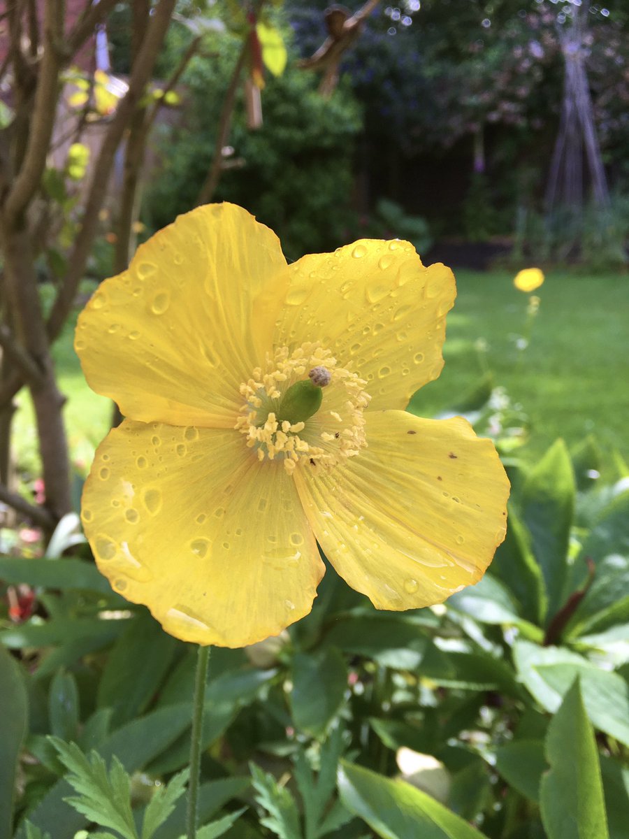 Good morning and happy Friday. Wishing my son and all those doing their A level exams, Good Luck., You’ve got this. Poppies looking lovely #FlowersOnFriday #FlowersOnX #Fridayfeeling