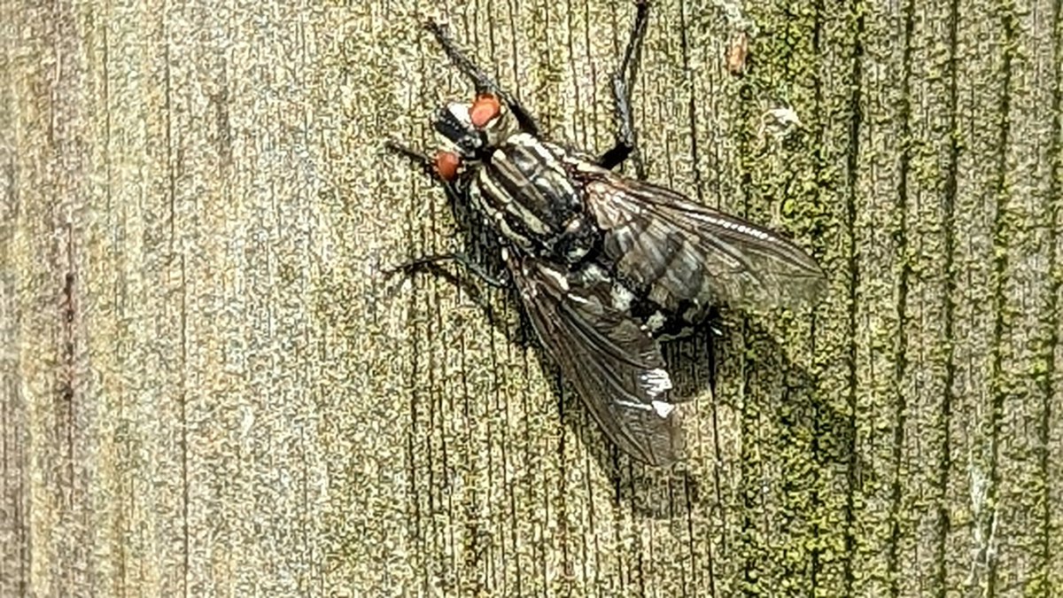 Flesh fly this morning.