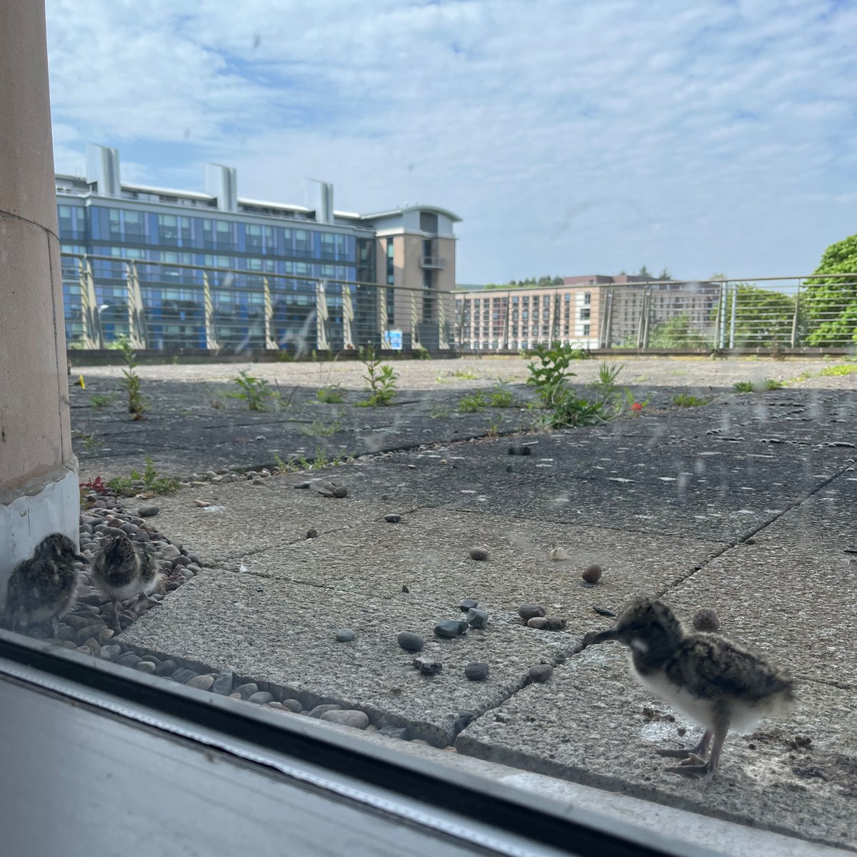 Lucy Wishart (@drlucyjwishart) on Twitter photo An exciting week <a href="/UStASoM/">University of St Andrews School of Management</a> - our oyster catcher chicks have hatched 🥰
(Sorry for the grubby windows - we forgo constructs of clean March- June in favour of our wee nesting feathered friends) An exciting week <a href="/UStASoM/">University of St Andrews School of Management</a> - our oyster catcher chicks have hatched 🥰
(Sorry for the grubby windows - we forgo constructs of clean March- June in favour of our wee nesting feathered friends)