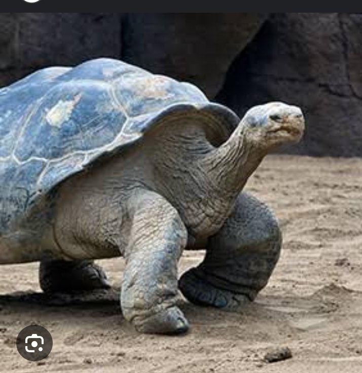 Tortoises are famed for their longevity and currently the longest -living land animal (Jonathan) is 191years old. They help in seed dispersal, promoted by long distance movement and long gut retention time. #ActForNature #WhatHasChanged @CSDevNet1 @WWF @PACJA @CSDevNet_steve