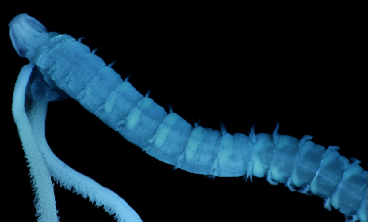 Magelona ekapa, a species of shovel head worm from the Western Cape, South Africa, which gets its name from the Xhosa word eKapa, meaning ‘coming from the Cape’ #WormWednesday #Annelida #Magelonidae doi.org/10.1080/156270…