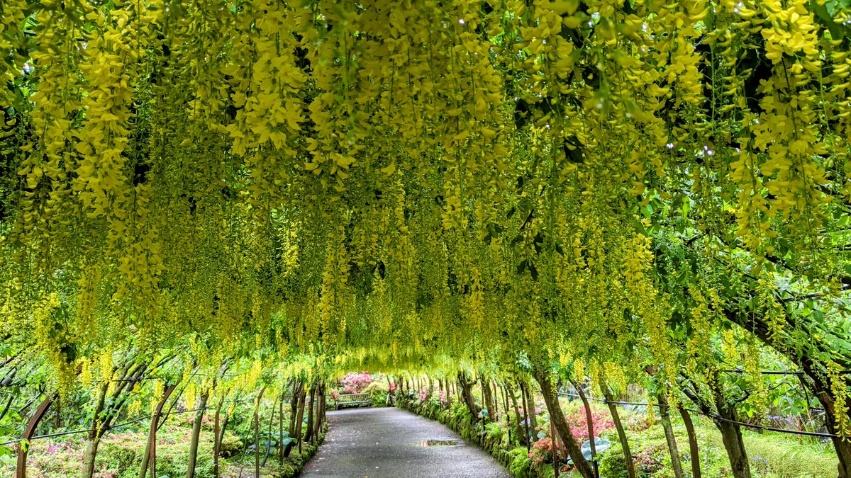 The laburnum arch @BodnantGardenNT is hitting its stride and will be at its best from Monday 20 May. Due to limited parking, pre-booking your visit is essential from 20 May-9 June, and for a quieter visit we recommend arriving after 3pm. Book here: bit.ly/3OQASvz