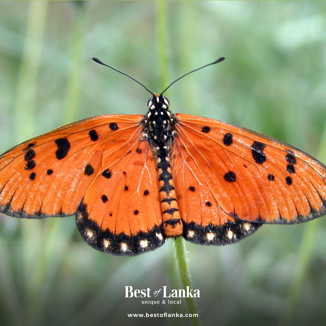 Butterflies in Yala National Park Read : medium.com/@bestoflanka/b… #bestoflanka #srilankanexpeditions #visitsrilanka #srilankatravel #dmcsrilanka #destinationmanagementcompany #destinationmanagement #butterflies #butterfliesofyala #yalabutterflies