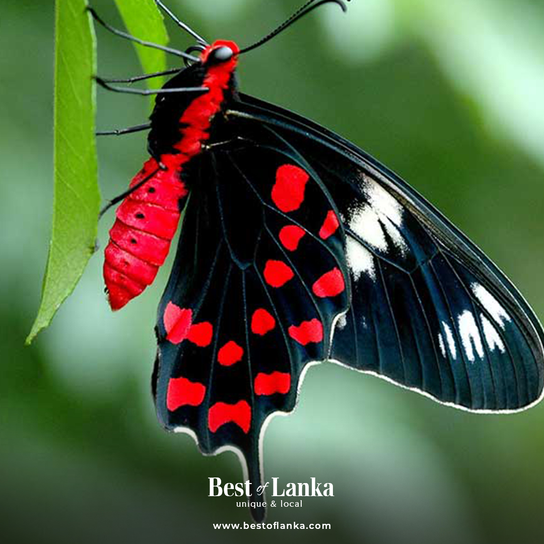 Butterflies in Yala National Park Read : #bestoflanka #srilankanexpeditions #visitsrilanka #srilankatravel #dmcsrilanka #destinationmanagementcompany #destinationmanagement #butterflies #butterfliesofyala #yalabutterflies