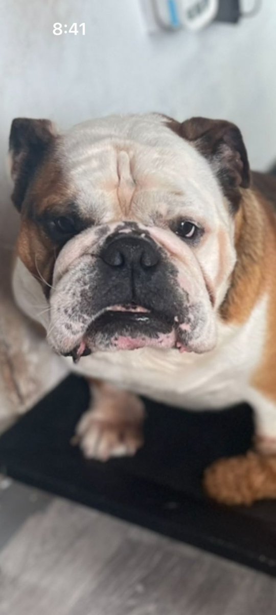 Urgent, please retweet to help find a rescue space for Zeus, due to his owner's change of circumstances re health #SHEFFIELD #YORKSHIRE #UK 🆘Friendly Bulldog aged 7, he has lived with children, good with other dogs, a family pet. The owner has failed to get him into local