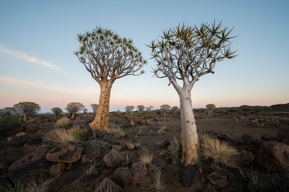 The beautiful 'kokerboom' or quiver trees, one of the subjects I enjoyed photographing most in Namibia. #landscape #tree #NatureWonders #nature