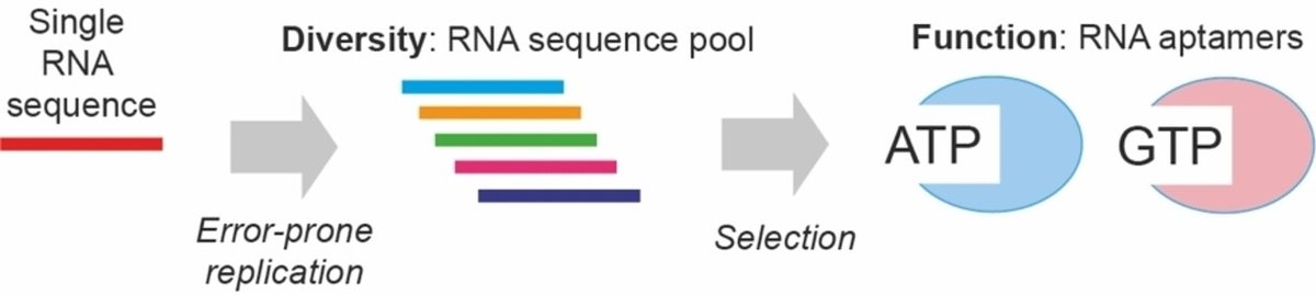Finally out, Falk's paper on the evolution of function starting from single RNA sequences …mistry-europe.onlinelibrary.wiley.com/doi/10.1002/sy…  Thanks to Ben Porebski and Chris Johnson for great contributions.