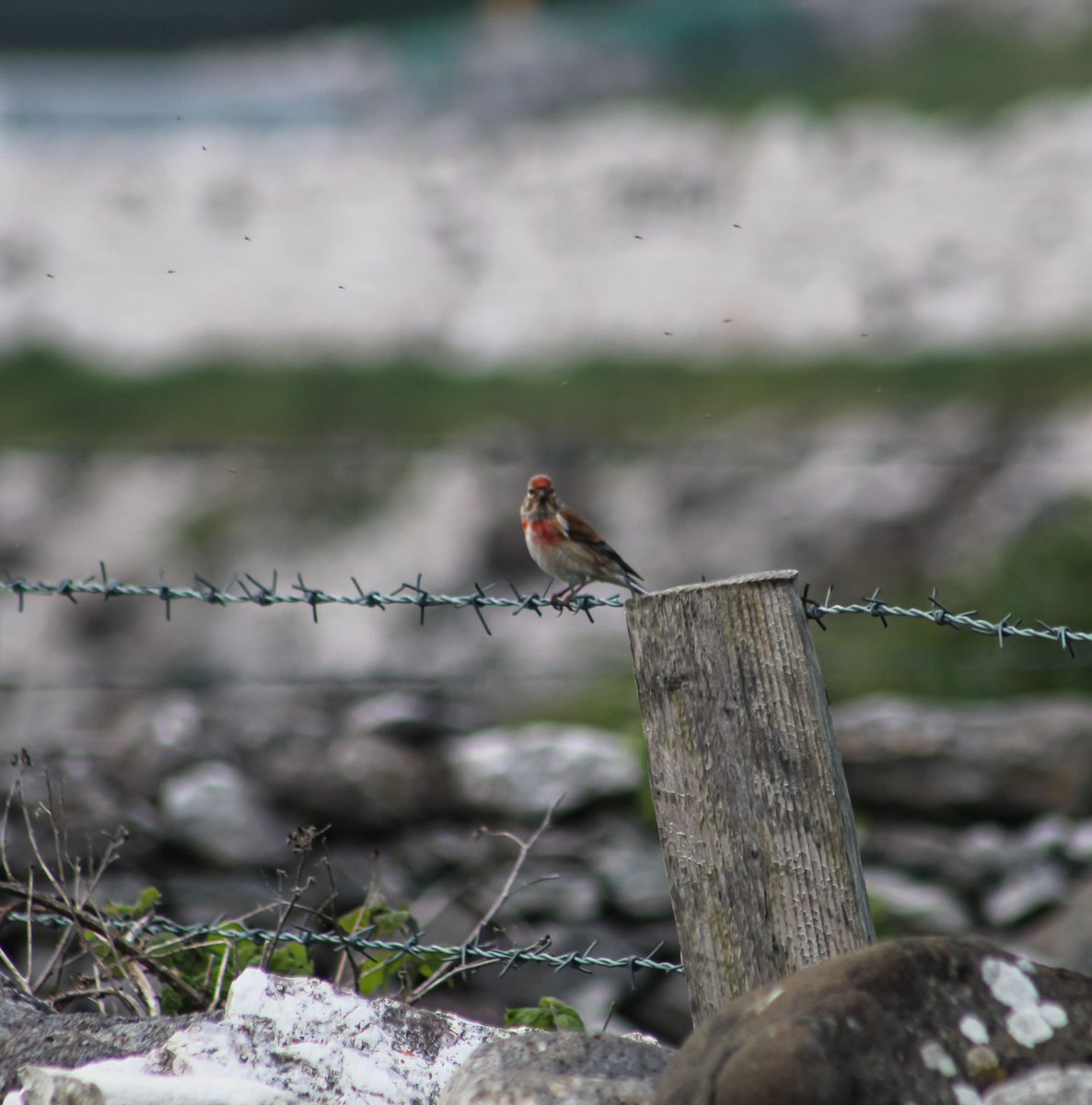 I was surprised how many linnets I saw on Rathlin they have such pretty colours 
@RathlinPoet @UlsterWildlife @RSPBNI #BirdsSeenIn2024 #firstbirdofmyday #birdwatching #NatureTherapy #RathlinIsland