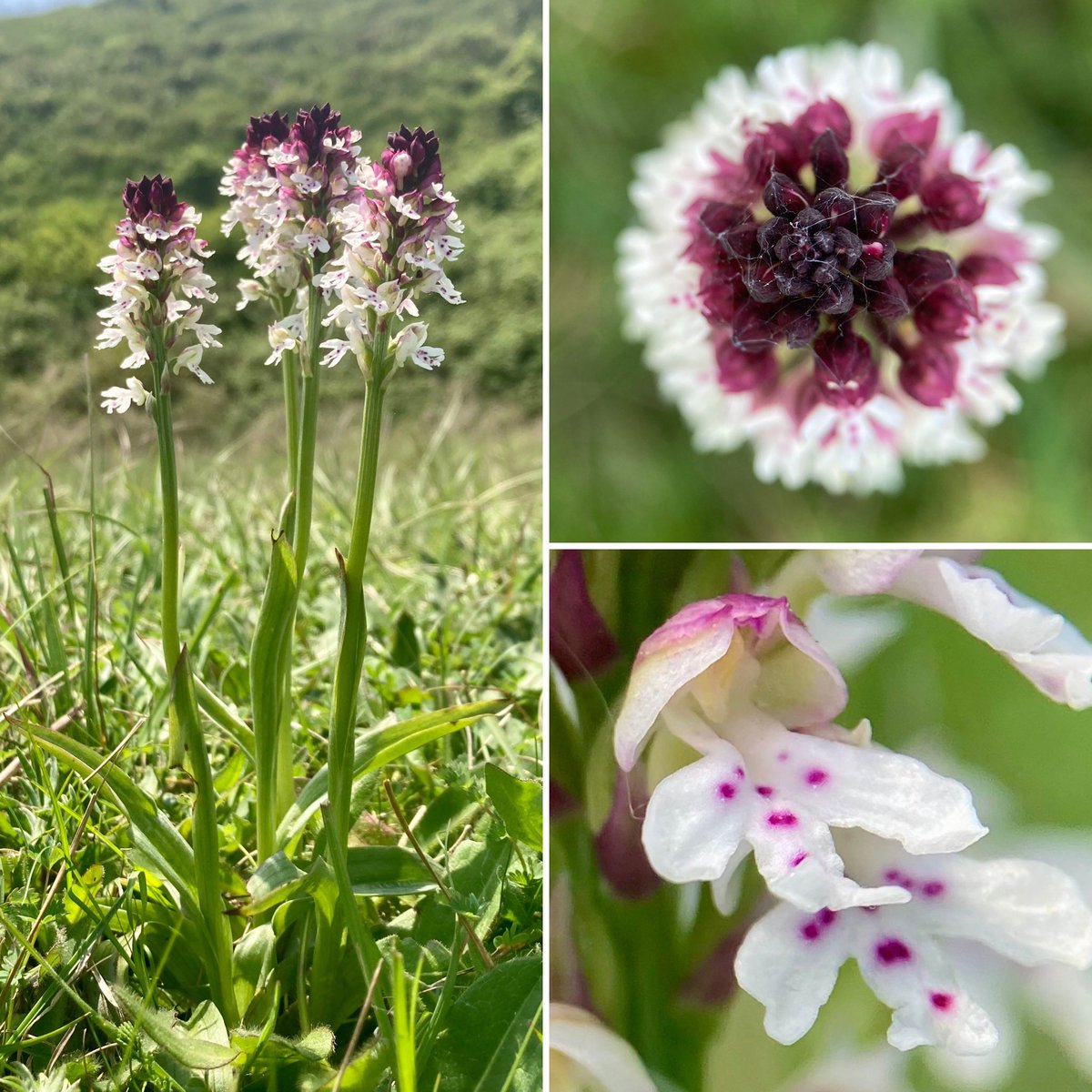 StevePa46290725's tweet photo. More Burnt (tip) Orchids… can’t resist !  #orchid #burnttip https://t.co/nWGpXQGU9y
