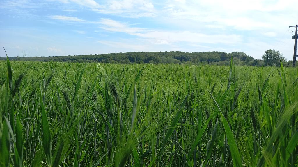 Bon stade de developpement du blé en Touraine
