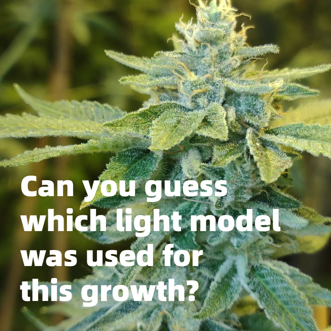 spiderfarmerled's tweet photo. 🌟Weekend relaxed moment：

🙌Can you guess which light mode was used for this growth?

#SpiderFarmer #SpiderFarmerled #Weekendrelaxed #giveaway #Indoorplanting https://t.co/g3i9kQ7Qyt