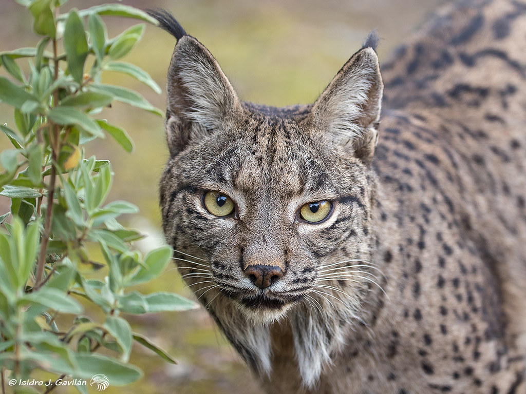 wildlife_unit's tweet image. Today we're launching a new section where we will talk about the work we've been doing on a particular theme/species.

This month we'll be sharing #workon the #Iberianlynx

🧵 1/X