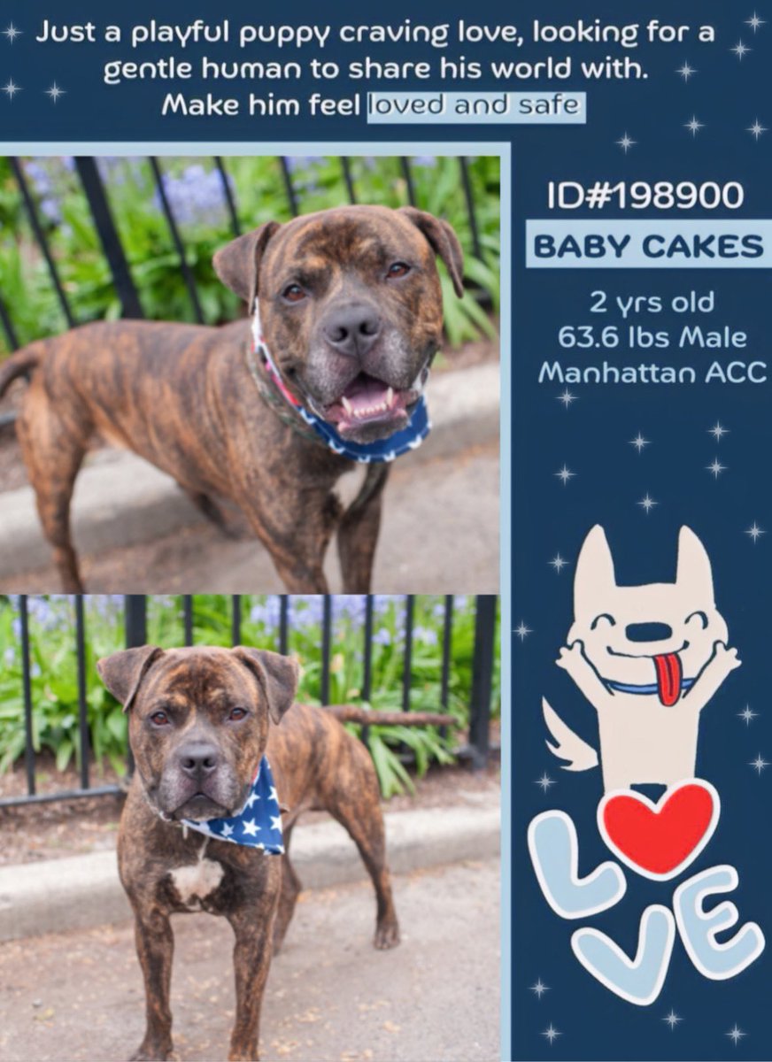 #AdoptDontShop 🐶 Baby Cakes 🎂 #NYCACC #NewYork ✨Big energetic boys don’t do well living in kennels. Please help Baby Cakes find his hooman soon 🙏🏽🏡♥️ Can you foster this big puppy love? #FostersSaveLives nycacc.app/browse/198900✨