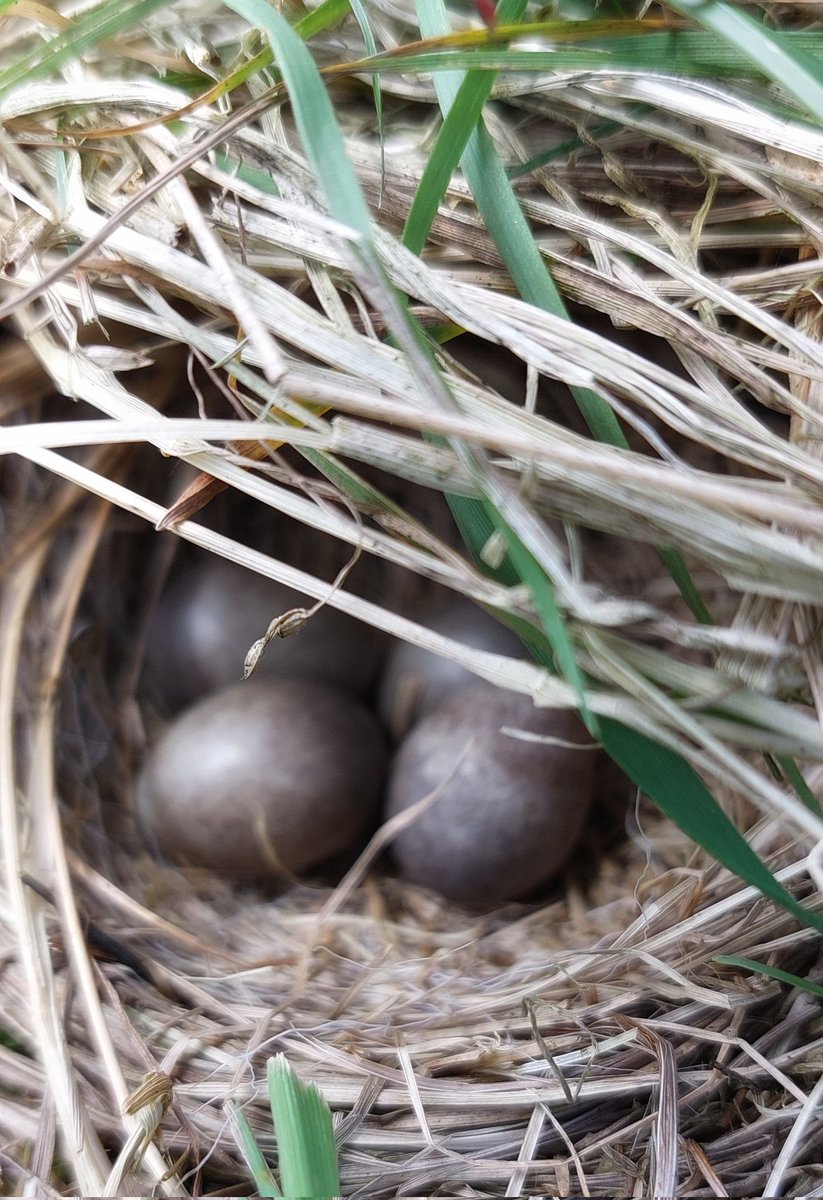 Sometimes in life the simplest things can bring you so much joy. Saying hello to Bracken this morning we disturbed a skylark. I then spotted by chance this beautiful nest amongst the grass. Not a very clear pic as I wanted to be quick. But 4 beautiful eggs nestled together 🤎🤎