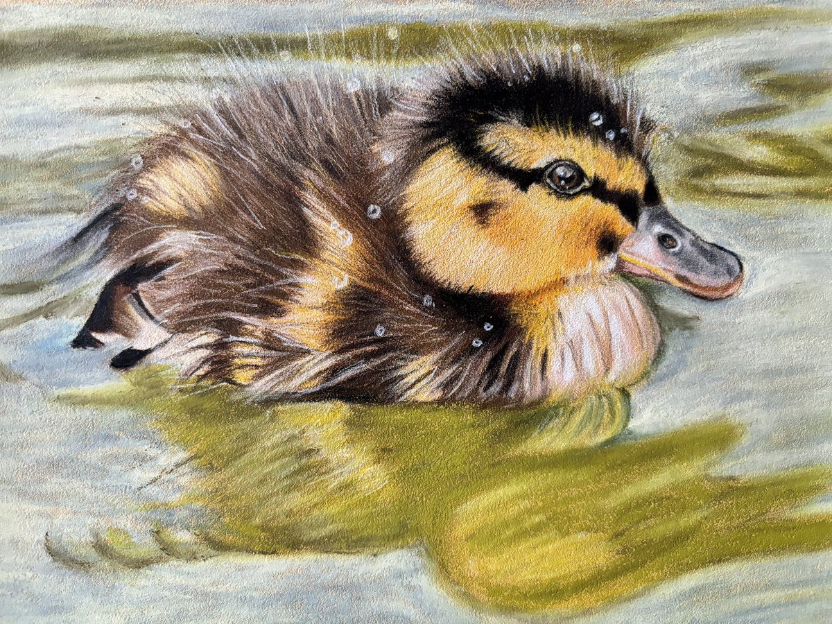 Today’s word in the #MHHSBD challenge is Wet! And this little duckling is having a lovely swim and has water drops all over him ❤️ he will be sent off for printing very soon 💦 #sussexartist