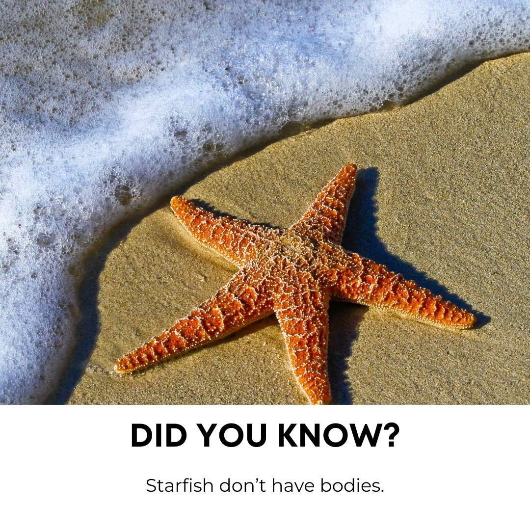 Along with other echinoderms (think sea urchins and sand dollars), their entire bodies are technically classed as heads. #FunFactFriday