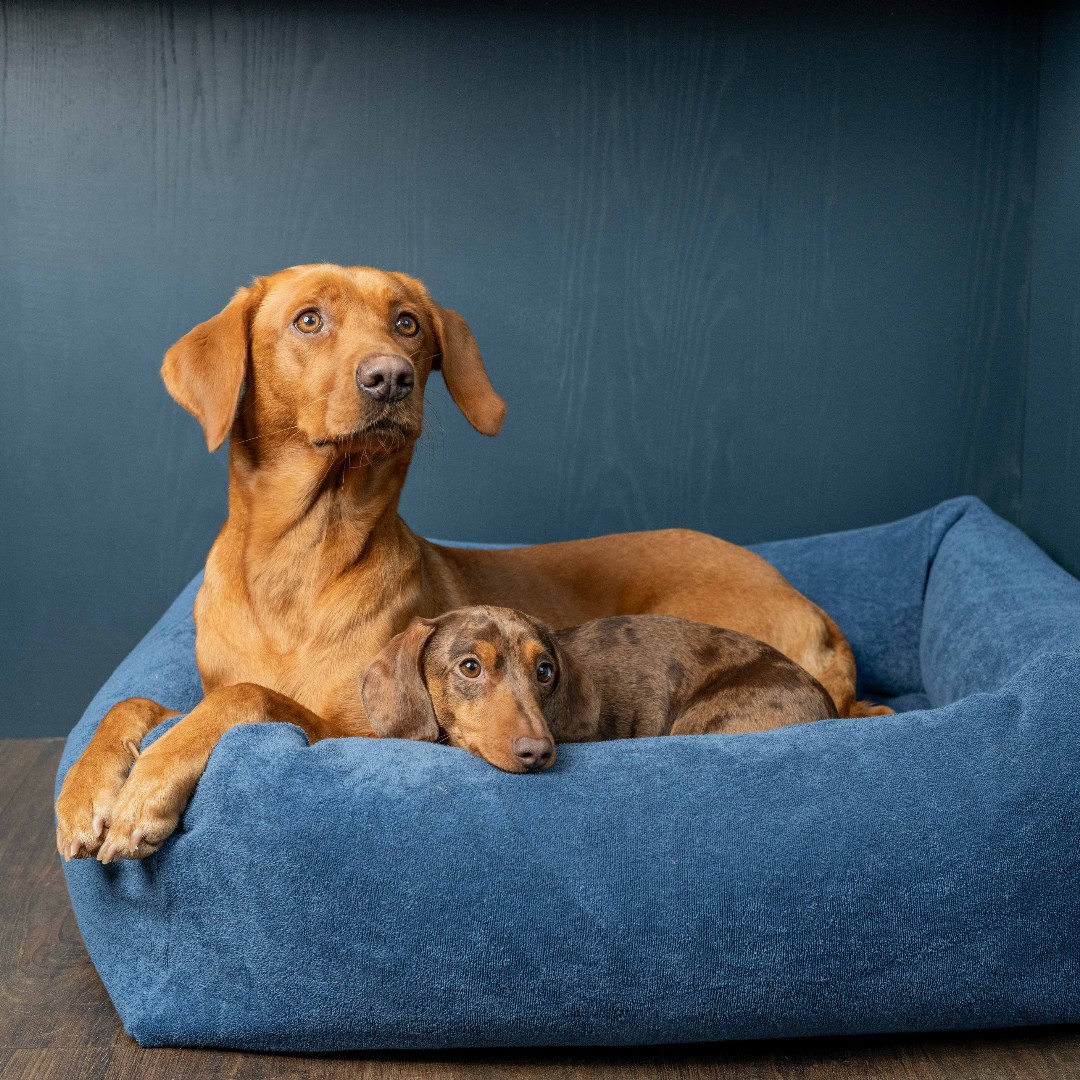Find washing bed covers a bit of a bore? We make bespoke towelling bed covers - that go over our dog beds - which pop on and off like fitted sheets. The Burnham Bolster Bed and Towelling Bed Cover - a winning combination for both of you. SHOP: ow.ly/ufox50RGLfK