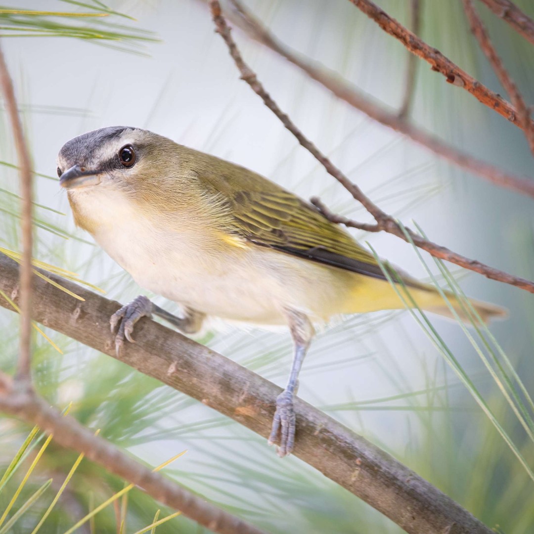 #FunFactFriday – Red-eyed Vireos are back in Georgia, and you may hear them singing high in the tree tops. A prolific songster, males may have a repertoire of 30 or more different songs. A single male may sing more than 20,000 songs per day!  Photo by Jacqueline Wells, APA.