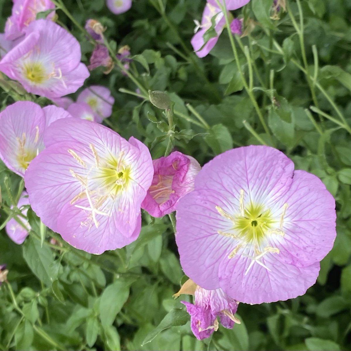 Primrose #flowers for #PinkFriday. They make such a pretty border. Hope it’s a great day for you, friends! #GardeningX #MasterGardener