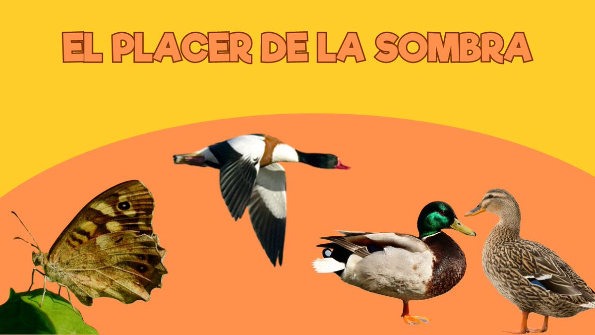 🌳 Da gusto recorrer el Zoo con esta sombra…

🦆 ¡Y poder observar a los patos disfrutar de ella!

#ZoodeSantillana #SantillanadelMar #Cantabria #Zoo #VenalZoodeSantillana #ViviendoenunZoo #ElPlacerDeLaSombra

youtu.be/L6inptF3viE