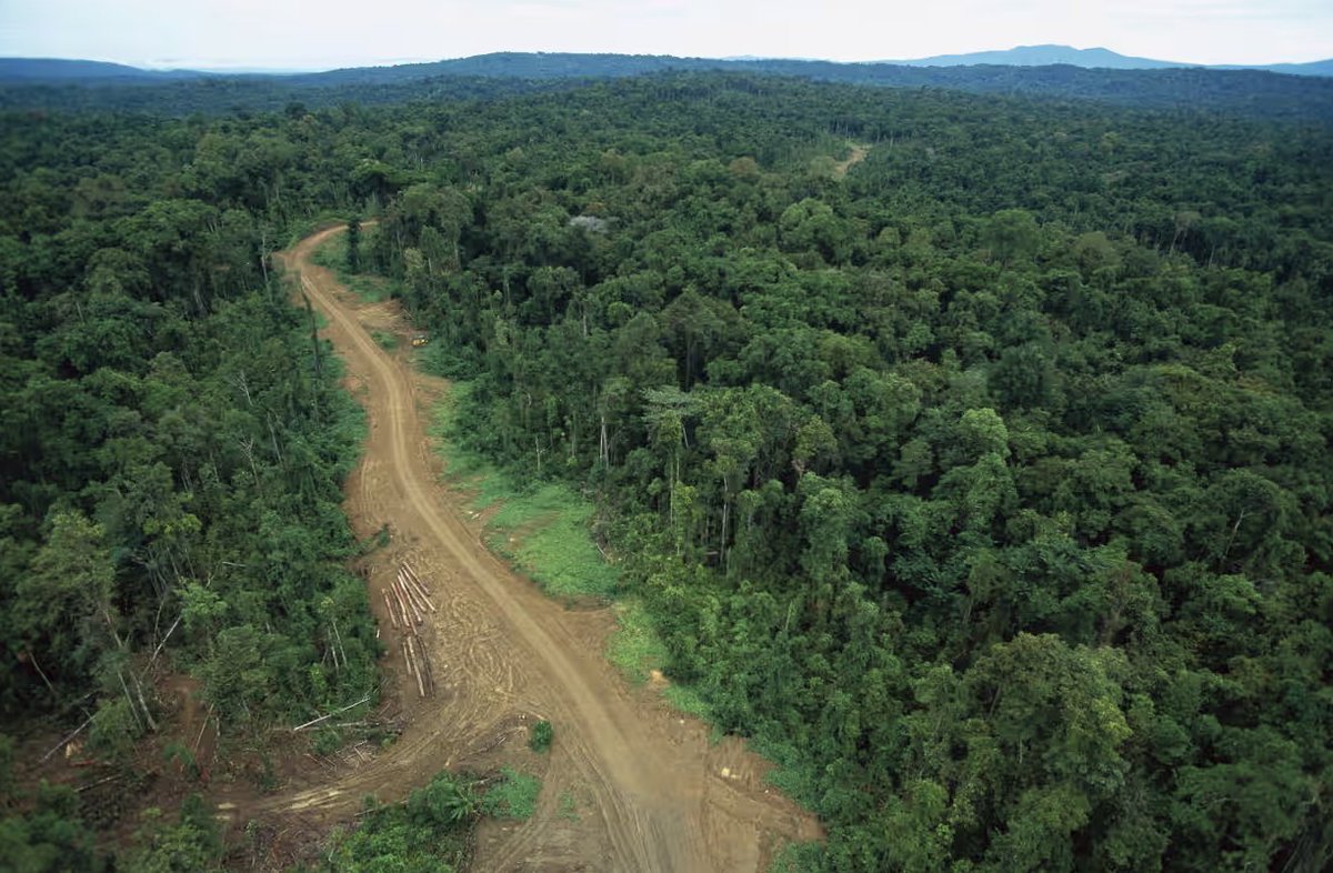 The best way to accurately predict where deforestation will occur? By identifying 'Ghost Roads'. 200 people spent 7,000 hours identifying them. Here's what you need to know about it: