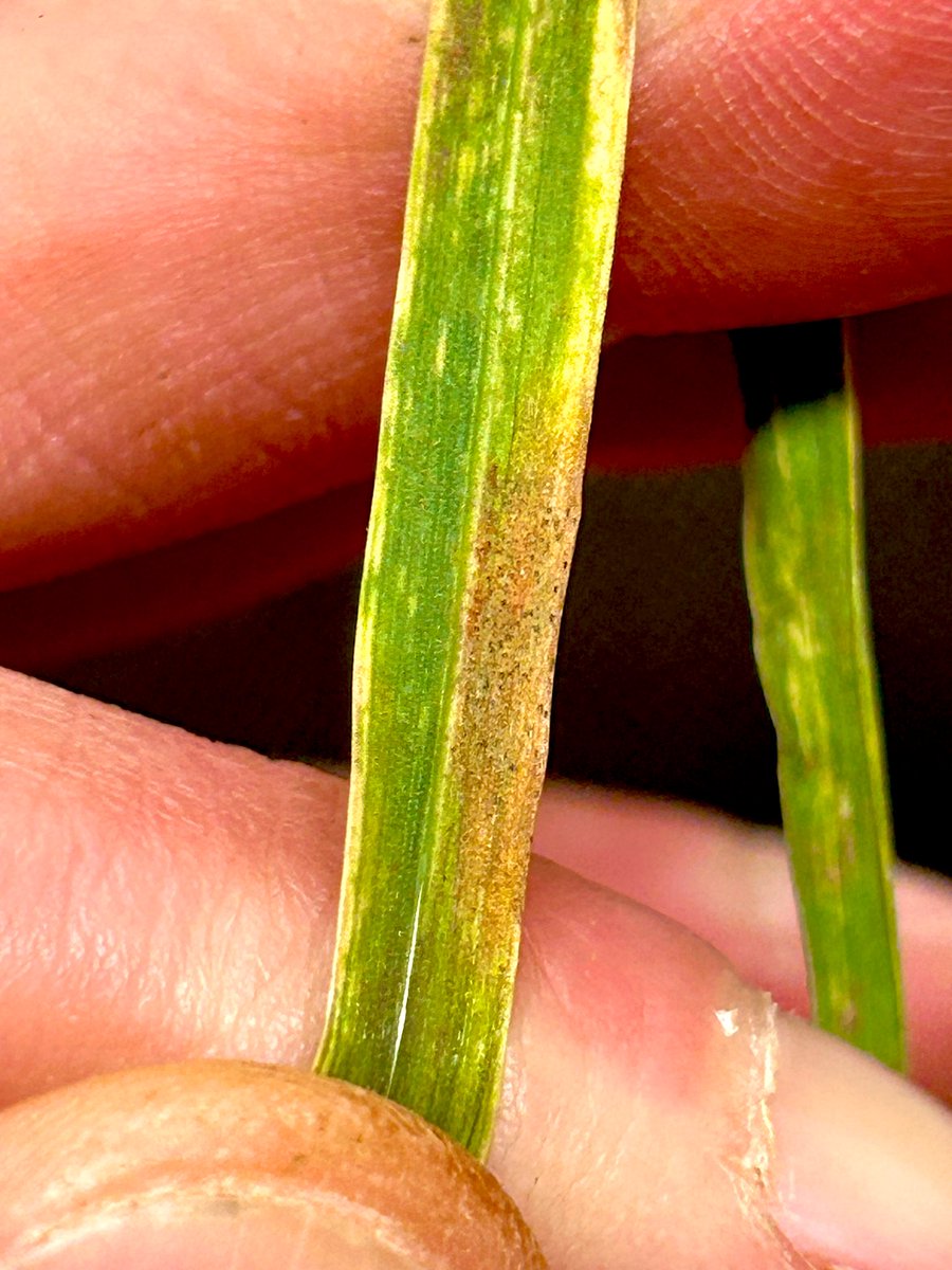 The cereal disease year is under way. Septoria tritici blotch from the slopes region of southern NSW. Crown rust in oats and wheat steak mosaic virus confirmed as well. Keep an eye on early sown grazing crops. @NSWDPI_AGRONOMY @s_simpfendorfer