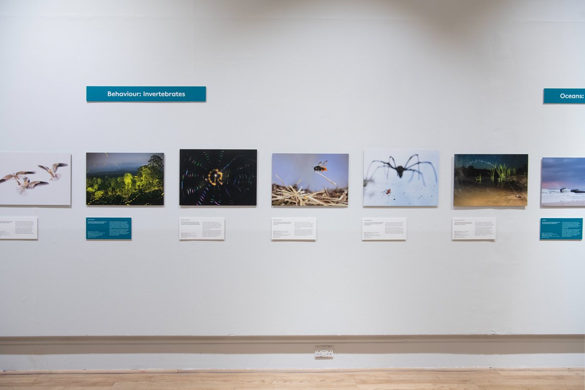 Happy #WorldBeeDay! 🐝 Have you spotted Solvin Zankl’s photograph of a mason bee hard at work in @NHM_WPY? The image is just one of the many on display in the exhibition which is open until Saturday 1 June. Plan your visit 👇 sunderlandculture.org.uk/events/wildlif… 📷 Colin Davison