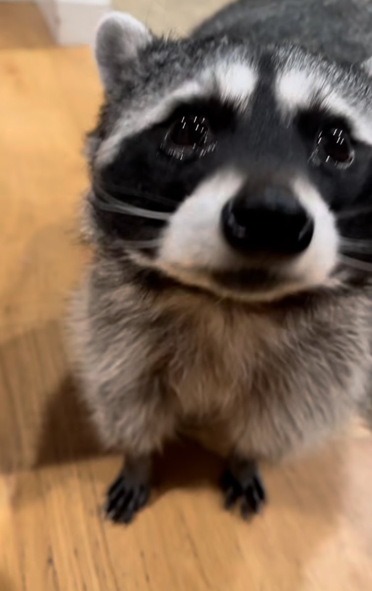 툭툭 치면은
눈물을 떨굴듯한
속상한 너 부 리
(동요 솜사탕 톤으로)