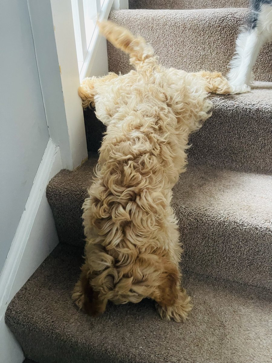 Aldarico Velasco tweet media