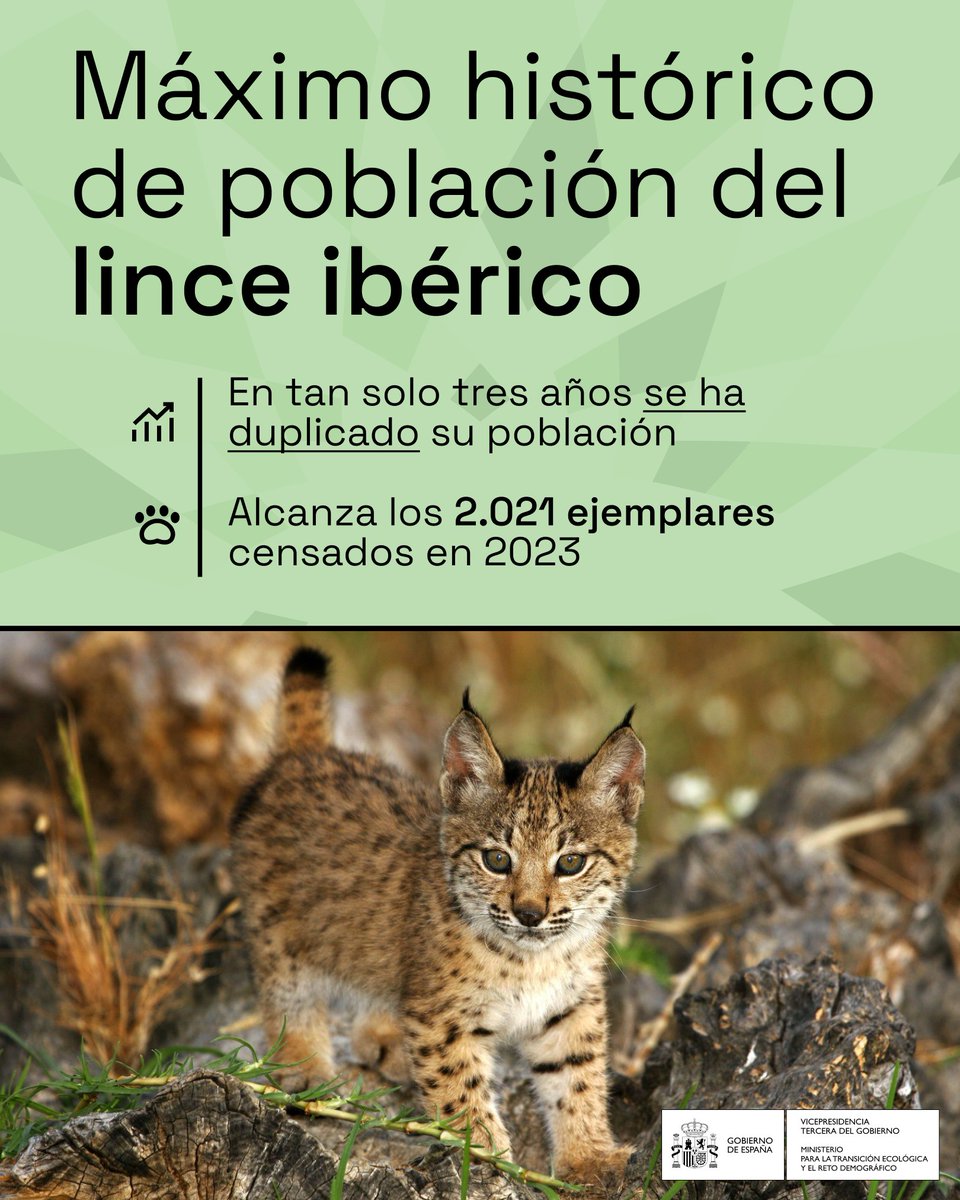 ‼️ MÁXIMO HISTÓRICO
de la población del lince ibérico

🐾 Supera los 2.000 ejemplares por primera vez desde que estuvo al borde de la extinción

¡Debemos seguir esta senda!
+info bit.ly/4dDjc0J