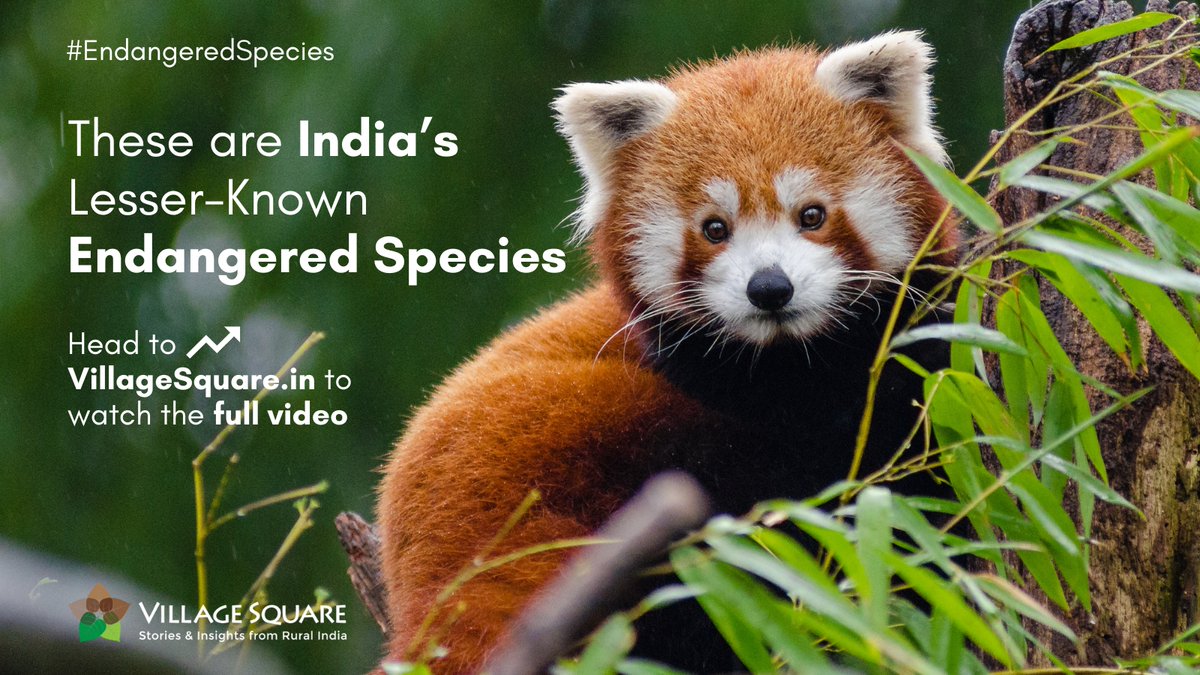 Discover the fragile beauty of India’s lesser-known endangered species: from the red panda to the snow leopard. Their survival stories remind us of our profound impact on the planet. 🌍 Read more 👇 villagesquare.in/lesser-known-e… #EndangeredSpecies