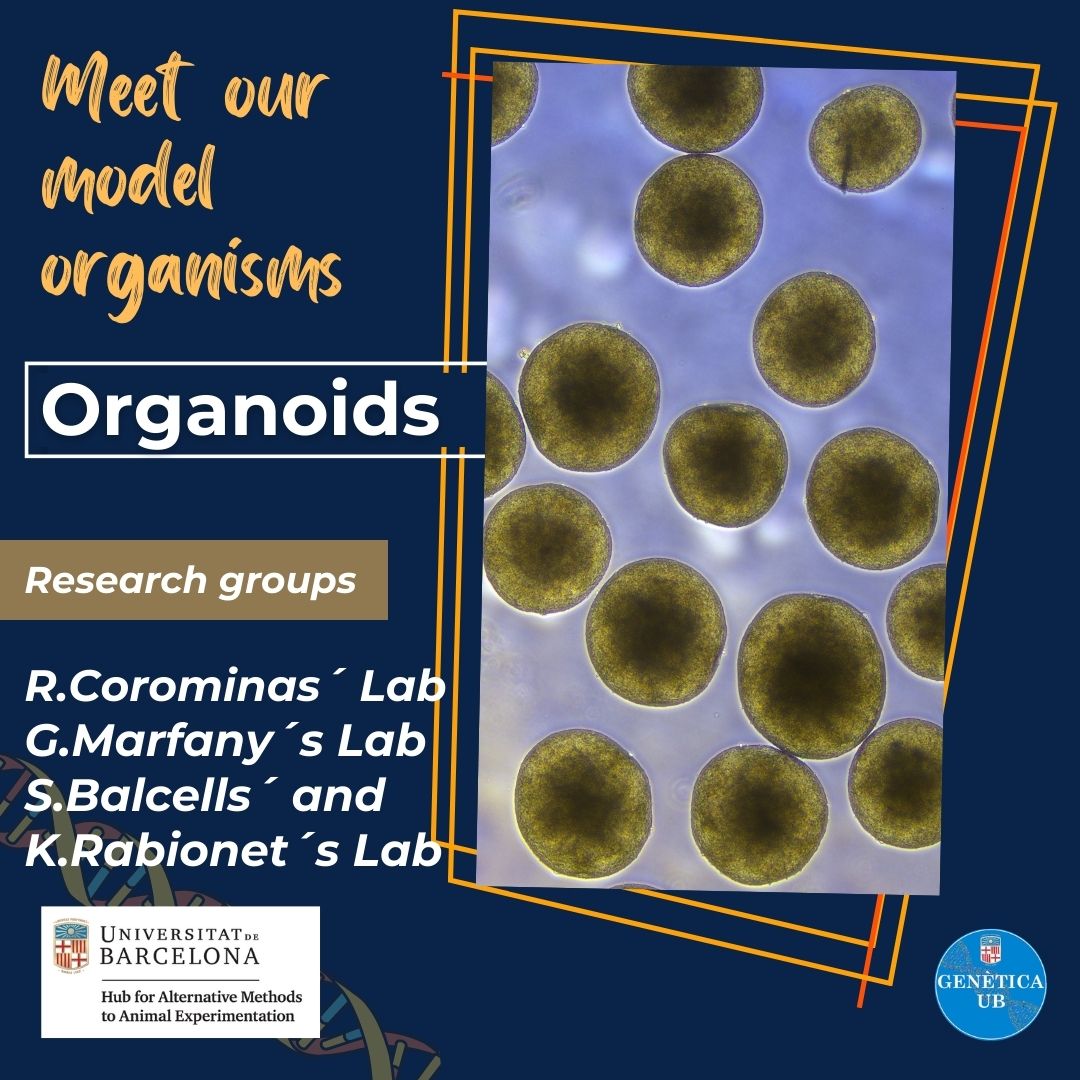 #MeetOurModelOrganisms / Avui us presentem un model 'especial', els organoides: microteixits 3D amb gran potencial per estudiar el desenvolupament d'òrgans i modelar malalties in vitro. 🔗Voleu saber-ne més? Visiteu: arwenbcn.wixsite.com/website 📷Mario Santamaria i Nerea Ugartondo