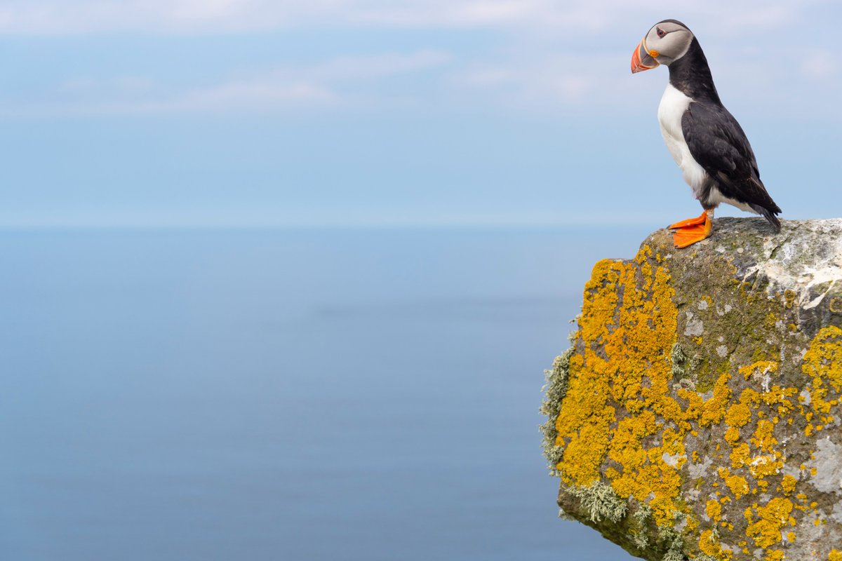 There have been a lot of changes in Scottish politics recently, but it's vital that Nature Restoration remains a constant at the top of the political agenda.
Our Director of Scotland, @stranyannie outlines the importance of the #NatureRestorationFund in her latest blog. Read it