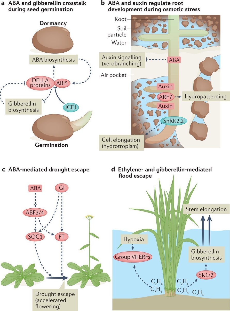 Abiotic stress in plants (Green Survivors) (@abioticstress) on Twitter photo Review by Waadt et al. <a href="/ucsdbiosciences/">UCSD BioSciences</a> <a href="/ResearchUCSD/">UC San Diego Research and Innovation</a> <a href="/NatRevMCB/">Nature Reviews Molecular Cell Biology</a>
Plant #hormone regulation of #abiotic stress responses
nature.com/articles/s4158…
#PlantSci <a href="/NaturePlants/">Nature Plants</a> <a href="/RootBiologyNews/">Root Biology News</a> @PlantEvolution <a href="/plantstressadap/">José Victor</a> <a href="/ISPLORE/">International Society for Plant Low O2 Research</a> <a href="/Crop4Clima/">Crop4Clima</a> <a href="/CropGlobal/">Global Sustainable Agriculture & Environment</a> <a href="/CropClimate/">Gui Baigorria</a> <a href="/Sdg13Un/">🇺🇳 #UN 🇺🇳 #SDGs 🌏 #ClimateAction 🌐 #ActNow</a> Review by Waadt et al. <a href="/ucsdbiosciences/">UCSD BioSciences</a> <a href="/ResearchUCSD/">UC San Diego Research and Innovation</a> <a href="/NatRevMCB/">Nature Reviews Molecular Cell Biology</a>
Plant #hormone regulation of #abiotic stress responses
nature.com/articles/s4158…
#PlantSci <a href="/NaturePlants/">Nature Plants</a> <a href="/RootBiologyNews/">Root Biology News</a> @PlantEvolution <a href="/plantstressadap/">José Victor</a> <a href="/ISPLORE/">International Society for Plant Low O2 Research</a> <a href="/Crop4Clima/">Crop4Clima</a> <a href="/CropGlobal/">Global Sustainable Agriculture & Environment</a> <a href="/CropClimate/">Gui Baigorria</a> <a href="/Sdg13Un/">🇺🇳 #UN 🇺🇳 #SDGs 🌏 #ClimateAction 🌐 #ActNow</a>