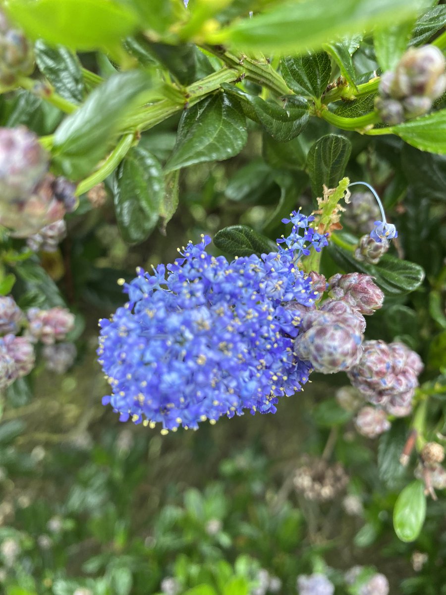 The Ceanothus is coming into bloom Look at all the buds, it’s going to be amazing this year 🥰 This time next week ………..