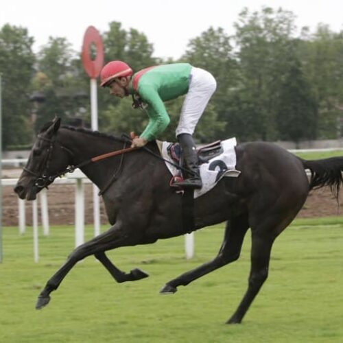 Calmly is running on Saturday in the Paolo Mezzanotte (L) over 11f on the turf in Milan. Antonio Orani is booked for the ride.