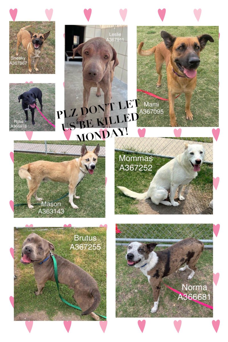 🆘URGENT CALL‼️ 8 🐕s who want nothing more than 2 be loved! Rewarded w/ Monday death sentence by Corpus Christi ACS‼️ SNEAKY #A367367 ROSE #A366978 LESLIE #A367911 MAMI #A367095 MASON #A363143 MOMMAS #A367252 BRUTUS #A367255 NORMA #A366681 BEGGING 4 them! PLEDGE #Rescue #Adopt
