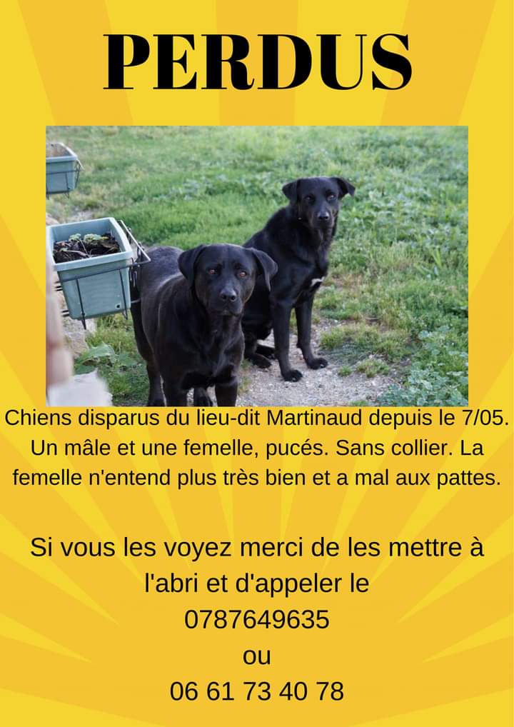 PERDUS ❗❗❗ GIRONDE (33540 Mesterrieux)