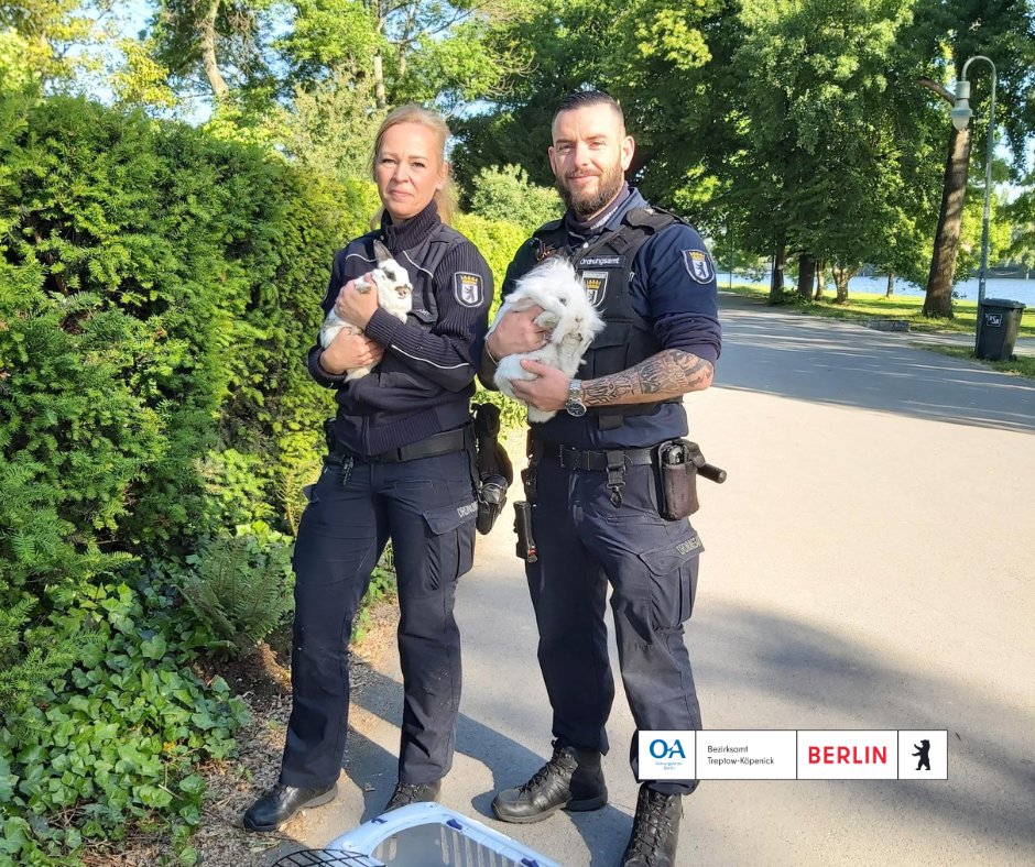 Unser #Ordnungsamt weiß, wie der 🐇 läuft: herrenlos im Treptower Park. Dort wurden diese zwei Flauschgesellen gestern gefunden, nachdem sie scheinbar jausgesetzt wurden. Jetzt halten sie im #Tierheim die Ohren steif und hoffen auf ein besseres Zuhause. @tvbberlin