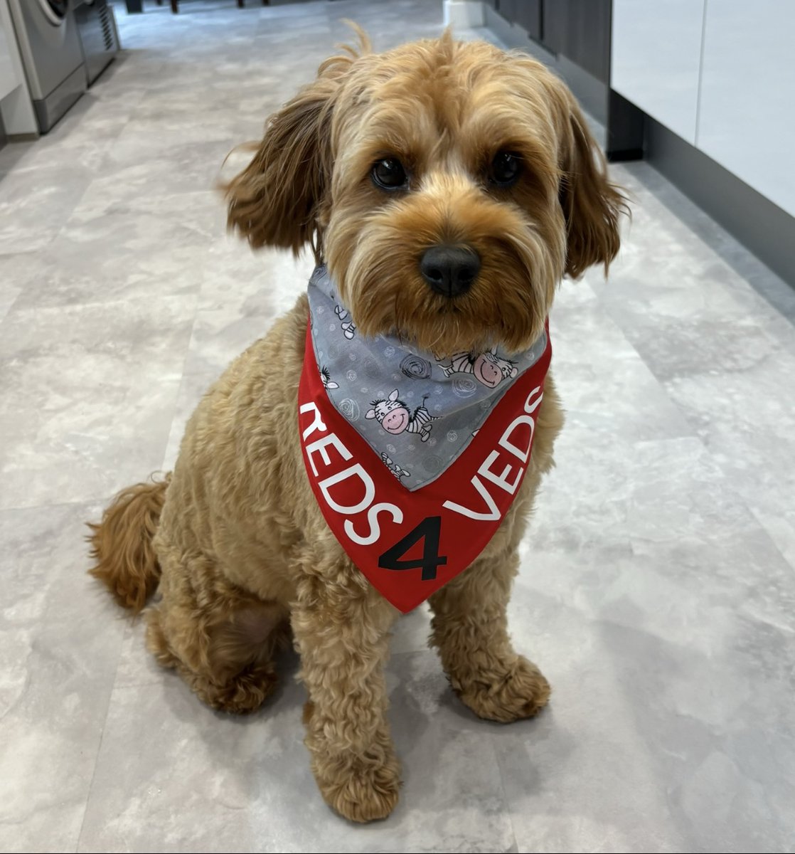 Happy #REDS4VEDS Day from Lola G, head of staff morale at AC HQ. ❤ Don't forget to share your furry loved ones wearing red today to support a pawfect REDS4VEDS. 🐾🐾