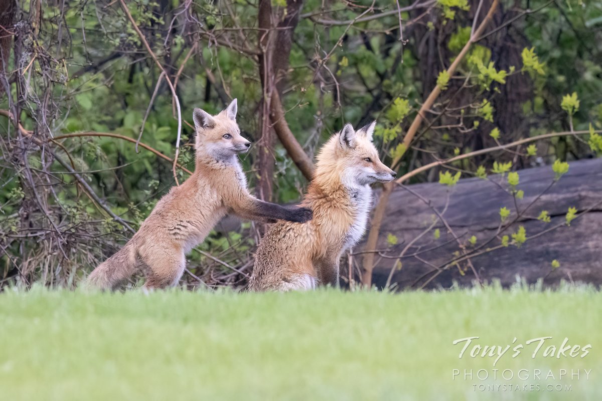 “Hey, Mom! What are you looking at?” A cute shot of a little fox kit trying to get the attention of its mother. I hope you have a fantastic #FoxFriday and weekend! #fox #redfox #foxkit #kit #wildlife #wildlifephotography #Colorado #GetOutside