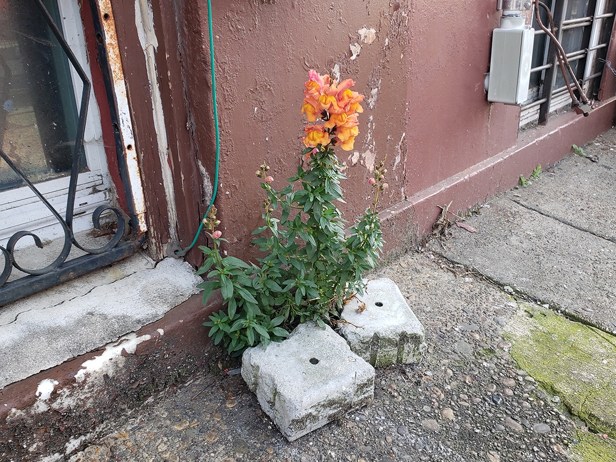 Sidewalk Snapdragons in South Philly.