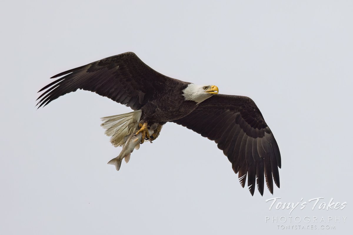 Bald eagle dad brings home breakfast for the kids. That looks to be a fine meal for his two young ones. #eagle #baldeagle #fishing #birding #wildlife #wildlifephotography #Colorado #GetOutside