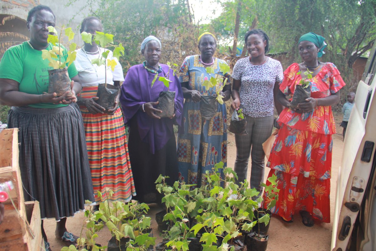 Women, young women and persons with disabilities (PWDs) in Mbale and Napak are taking bold steps towards environmental restoration. Over 1000 candlenut tree seedlings and 1000 seeds have been distributed by IST in partnership with @TheWIPCentre with support from @unwomenuganda.