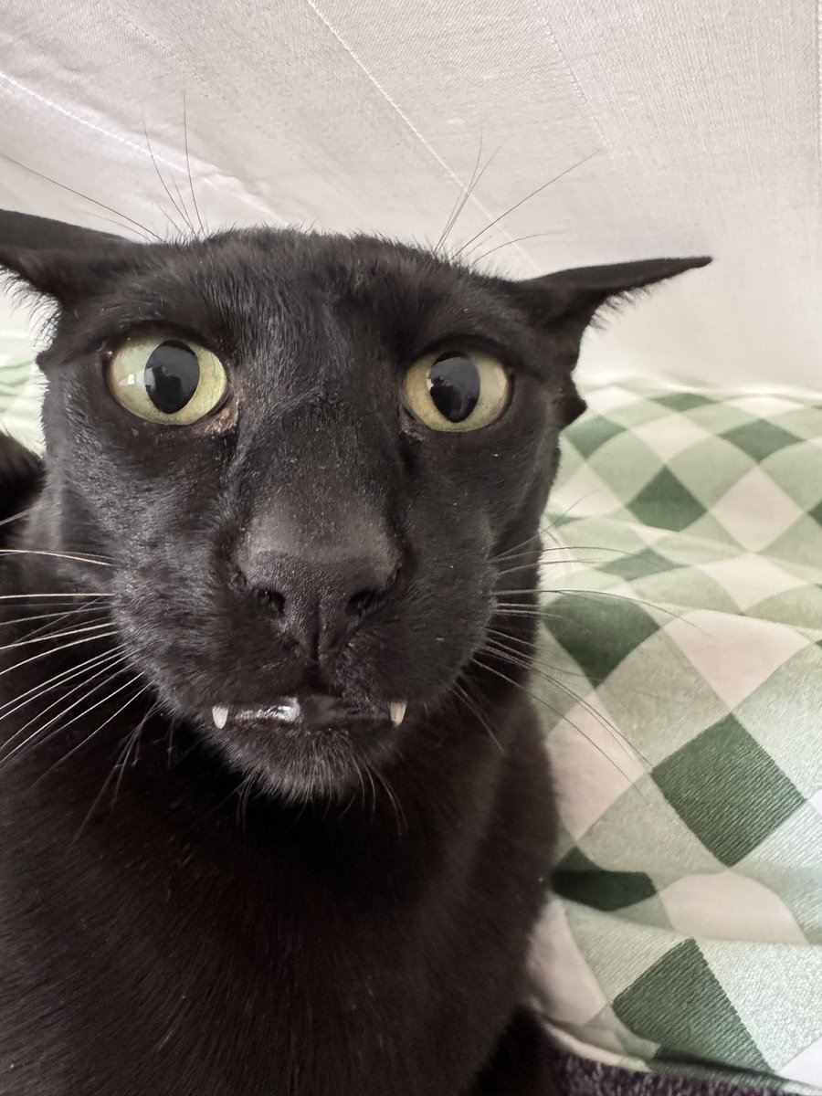 My house panther has such a cute face #CatsLovers