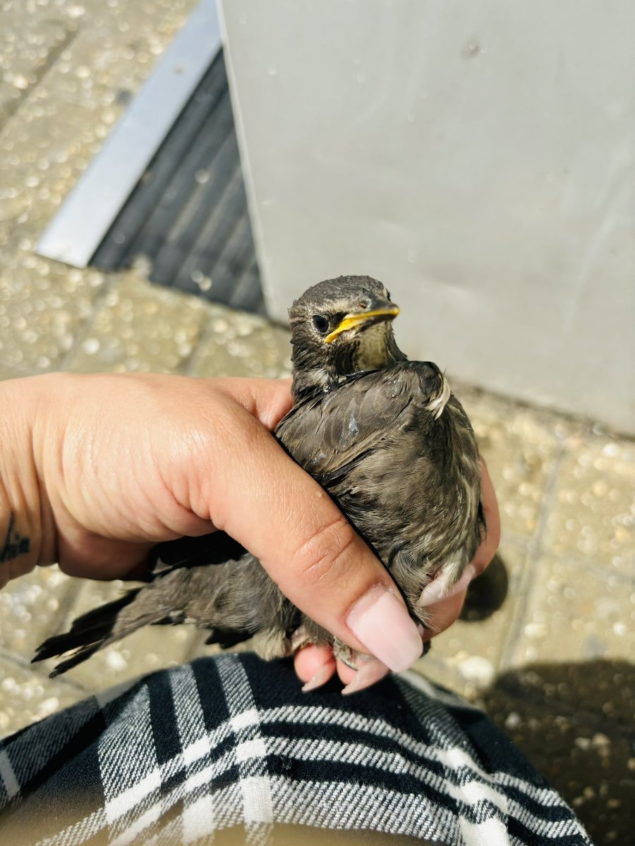 I was on my way to feed the #CrowCrew & just by chance saw this chap fall off a gym roof. I managed to catch him. I ran in & all the gym men were running around getting water & wanting to help. People DO care and it’s important to remember that🫶🏽 #AnimalRescue❤️