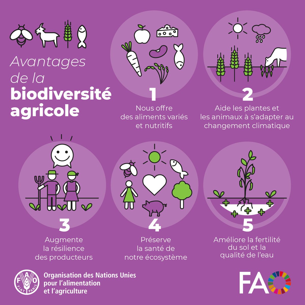 Le maintien de la #biodiversité signifie 👇 🐛 Des écosystèmes sains 🧑‍🌾 Des moyens de subsistance ruraux résilients 🥕 Des aliments nutritifs Notre avenir alimentaire en dépend !