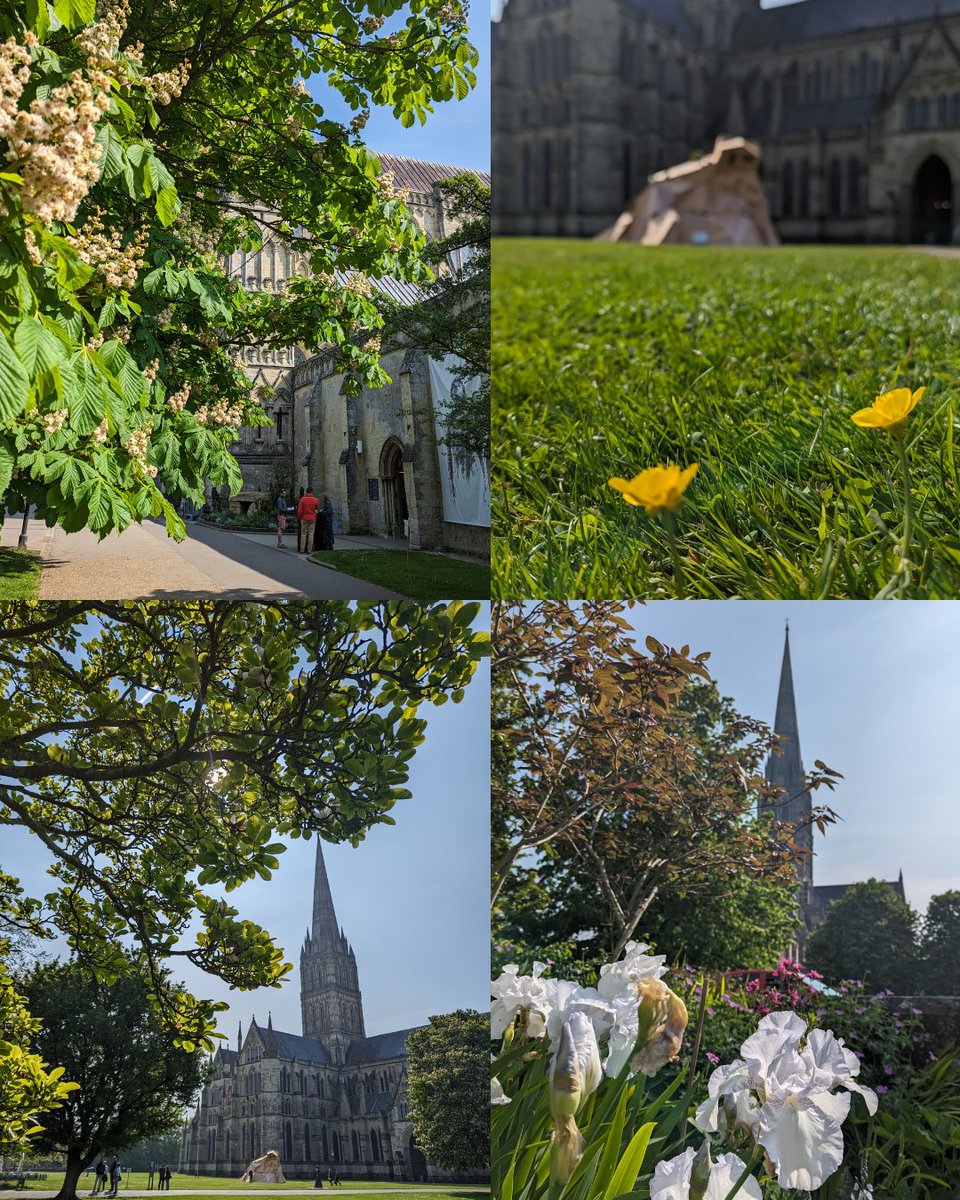 We are having a beautiful Spring here in the grounds of Salisbury Cathedral🌷Take a look at some of the flowers and foliage that have emerged around our Cathedral:
