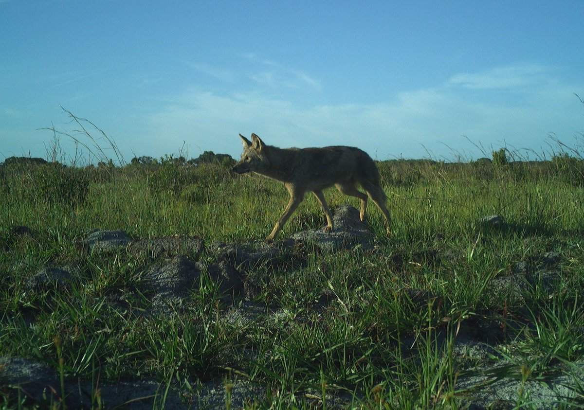 .@HanceEllington and doctoral student Dakotah Shaffer study #coyotes at @UF's DeLuca Preserve and @talltimbers1958 to understand their behavior and interactions with local wildlife ➡️ go.ufl.edu/5ib7iu7
