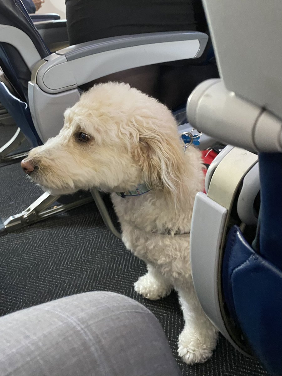 Met an actual service dog yesterday. I know, crazy! Not just a vest on a pet, yet rather exceptionally well trained, extremely focused and silent in its duties. Would have never known it was on the plane had it not stopped by my seat. Kudos to its person! ❤️🐾